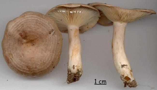 Lactarius circellatus